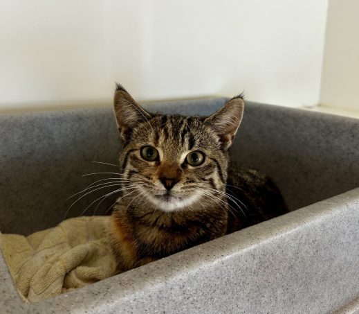 Gevonden kat (Romy)