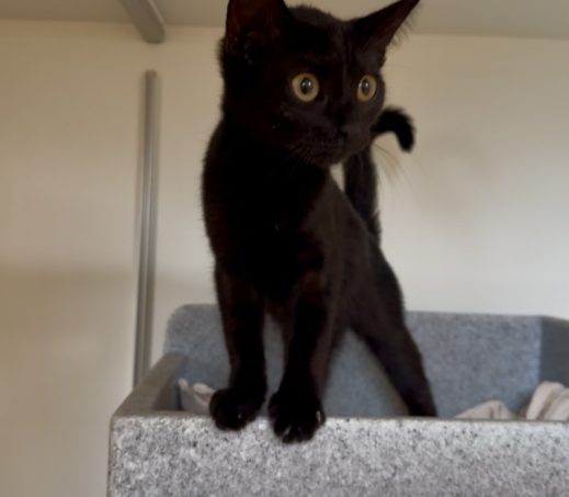 Gevonden kitten (Quinnie)