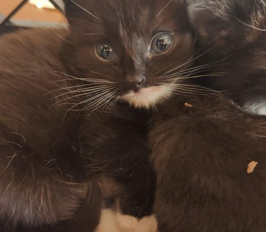 Gevonden kittens (Ricky en Robbie)