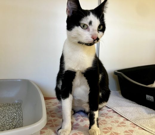 Gevonden kat (Tineke)