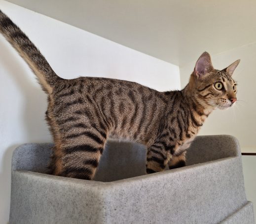 Gevonden kat (Hunter)
