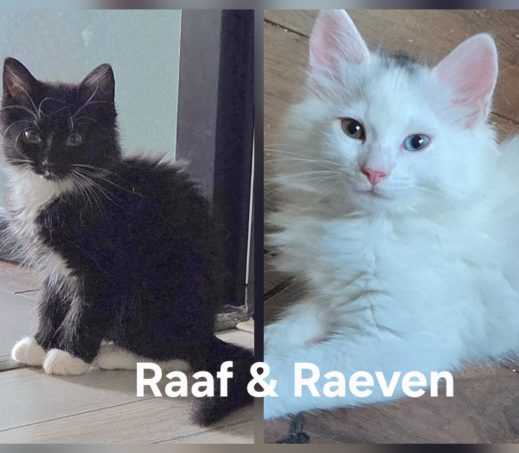 Raaf & Raeven