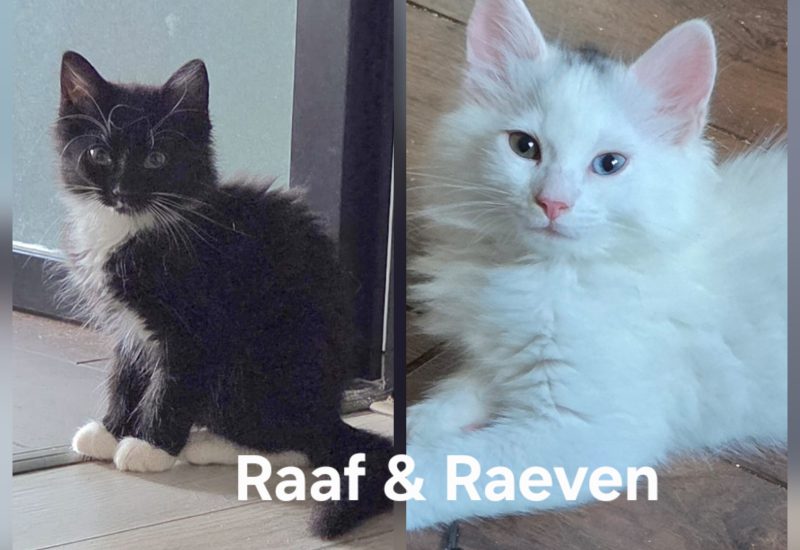 Raaf Raeven