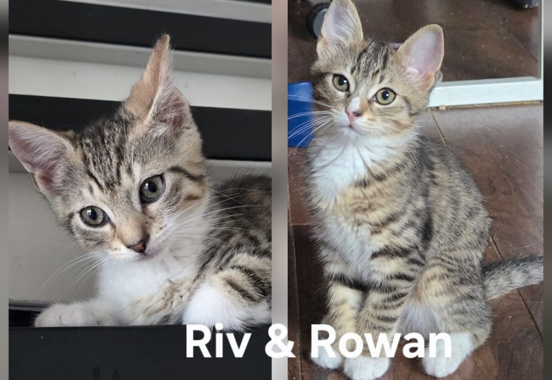 Riv Rowan