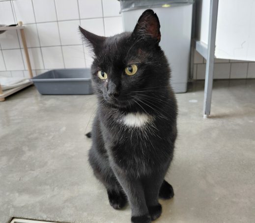 Tom
