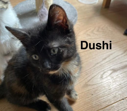 Dushi