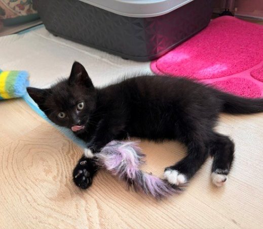 Luna, Nova, Nyx en Onyx