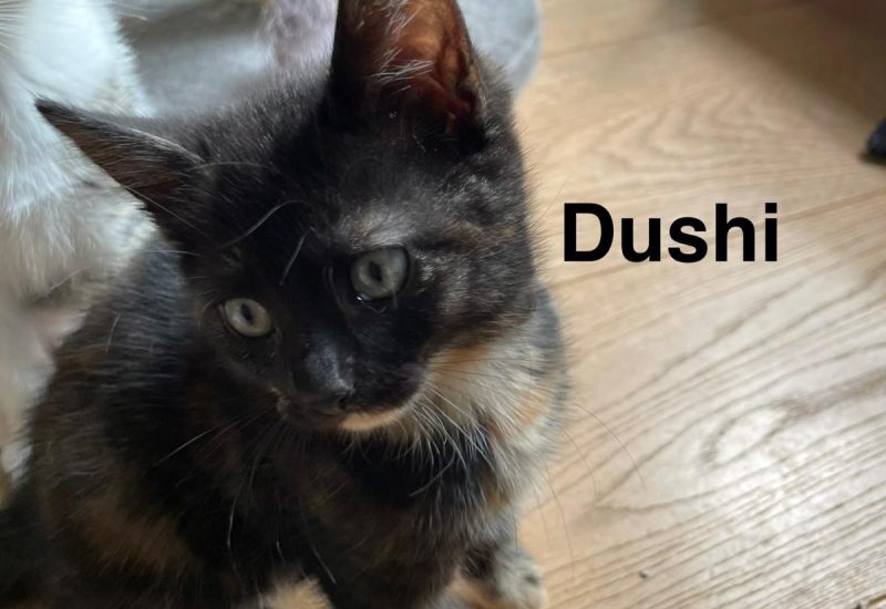 Dushi