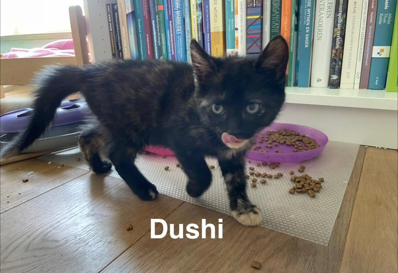 Dushi1