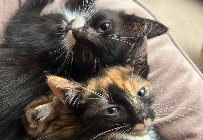 Nova en Mila 1