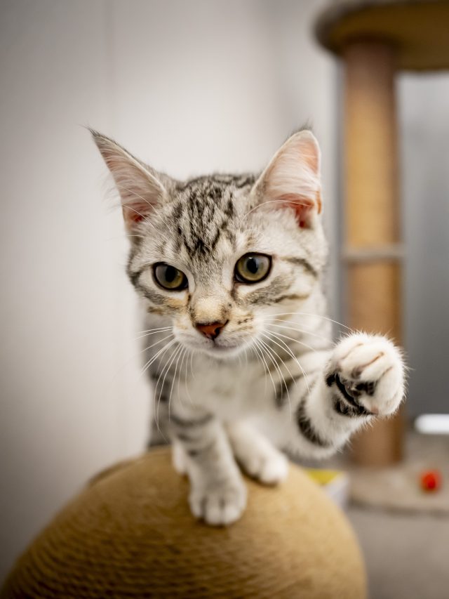 Kitten kat DBC Rotterdam 2025 RUT
