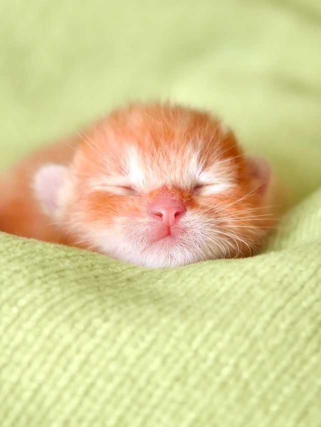 kitten deken