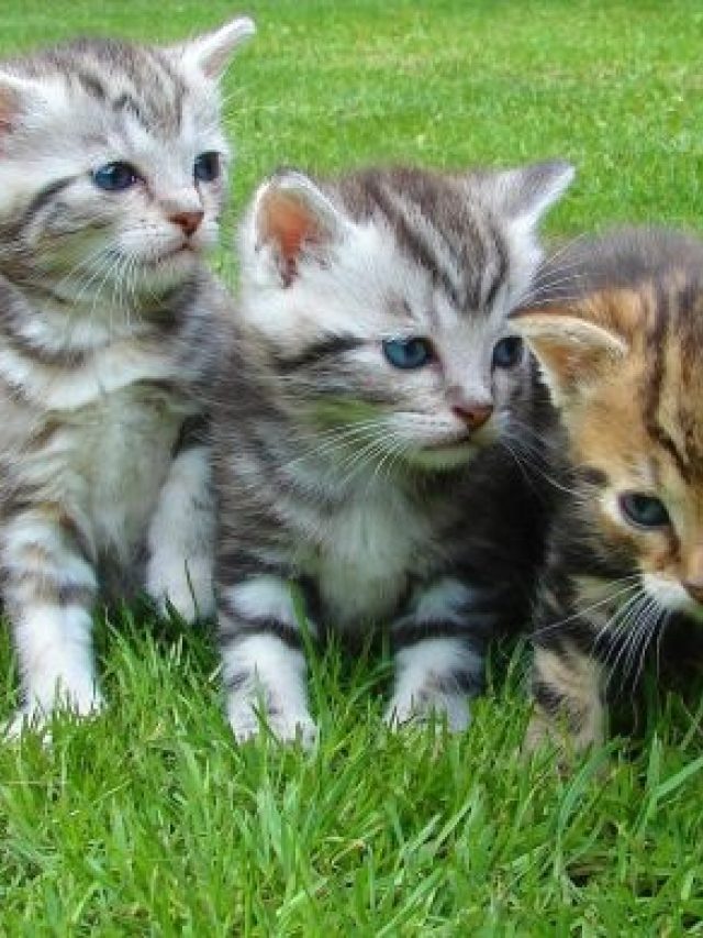 Kittens03