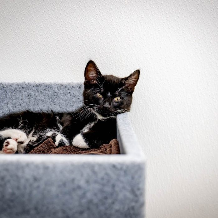 Adoptie asieldier