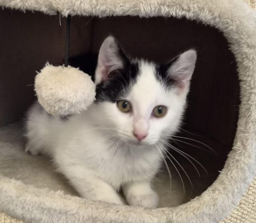 Kitten Davy