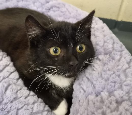 Kitten Bonnie