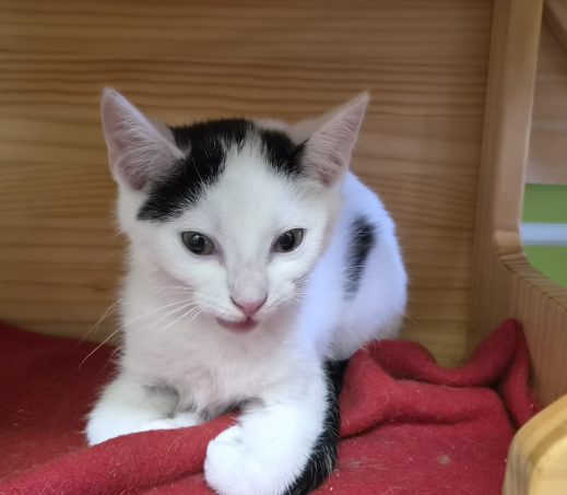 Kitten Bena