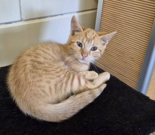 Kitten Graham