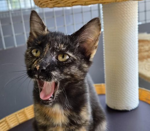 Kitten Monica