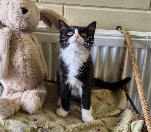 Kittens Gideon (+Gaston)