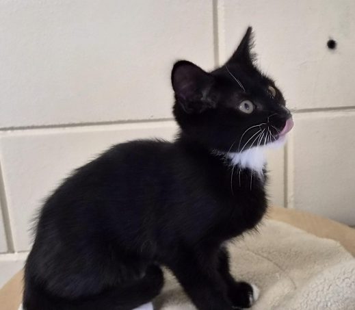 Kittens Gaston (+Gideon)