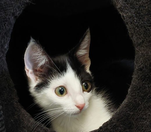 kitten Gijs