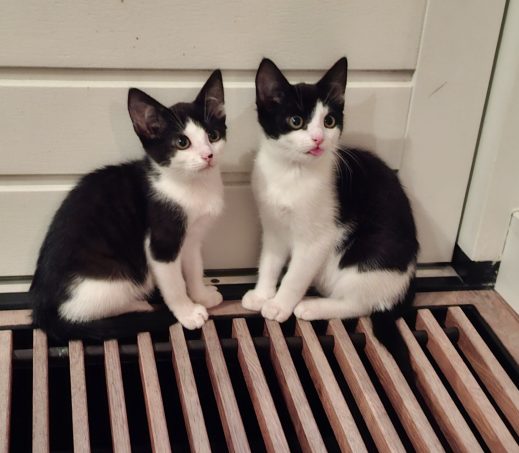 Kittens Berta en Barta