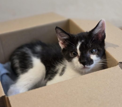 Kitten Gibby
