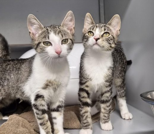 Kittens Lucky&Luke