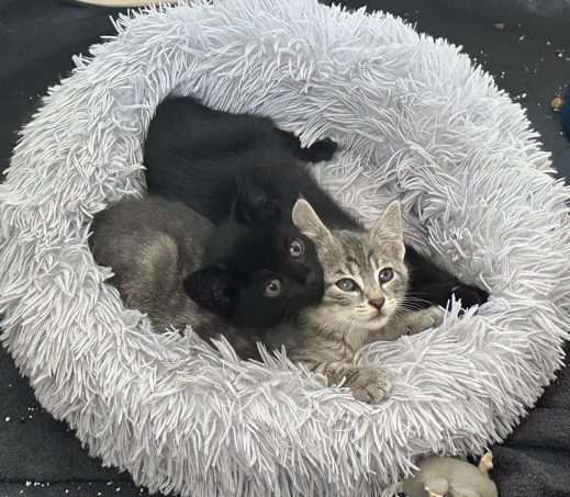 Kittens Taco en Nacho