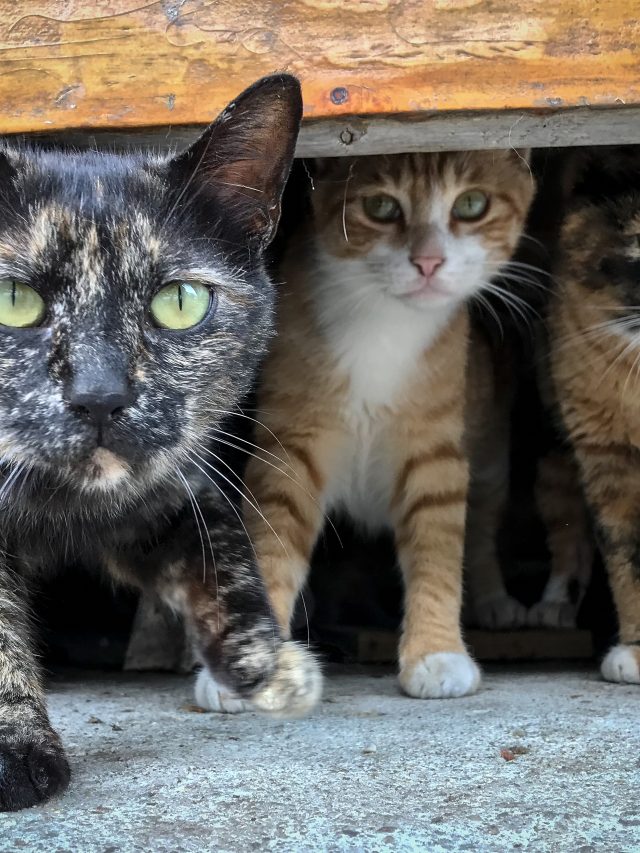 katten zwerfkatten