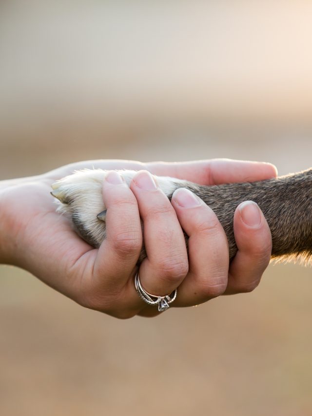 Hond poot hand
