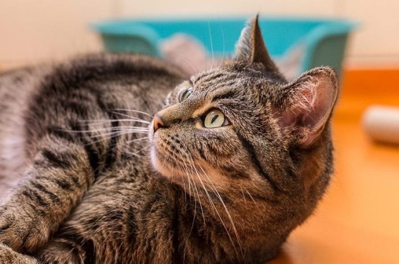 Aparte kamer en introductie nieuwe kat