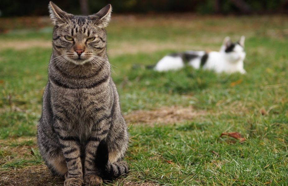 Zwerfkatten