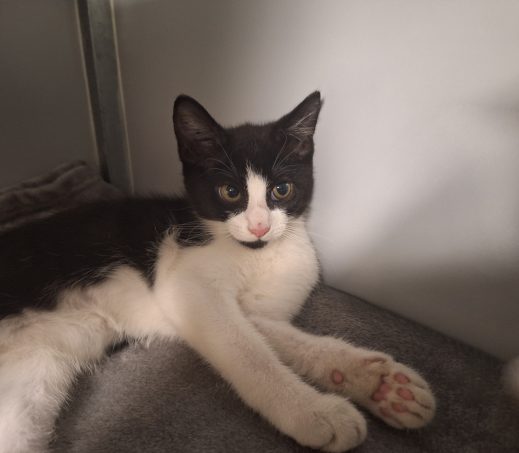 2 kittens gevonden in Nieuwerkerk