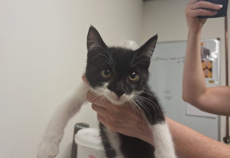 Kitten 1