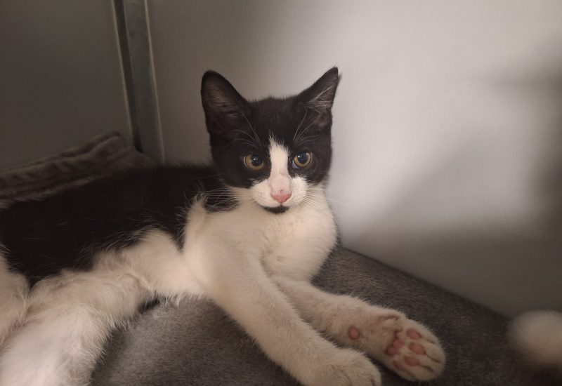 Kitten 2