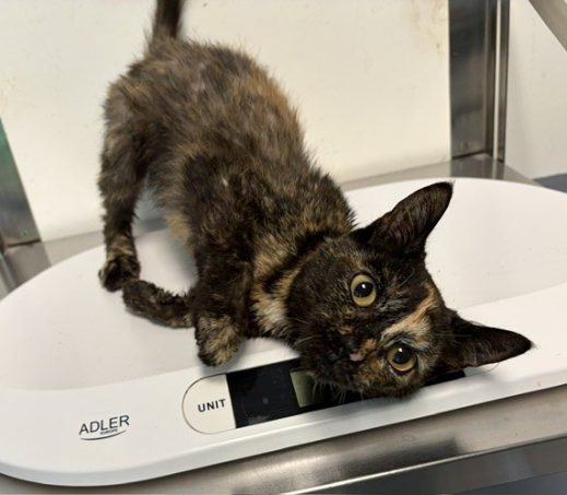 Gevonden poes Waddinxveen 1198364