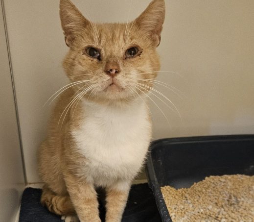 Gevonden kat 11198277