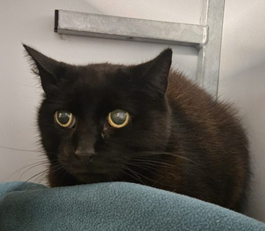 Gevonden kat 1199518
