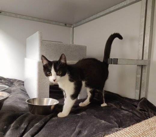 gevonden kater waddinxveen 1199117