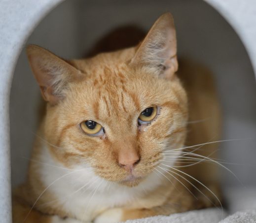 Balou