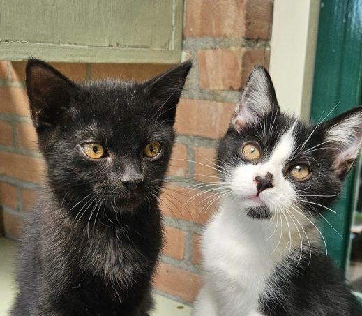 Kittens Victor & Foetsie