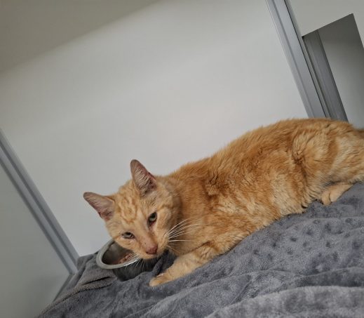Gevonden kat 1199422