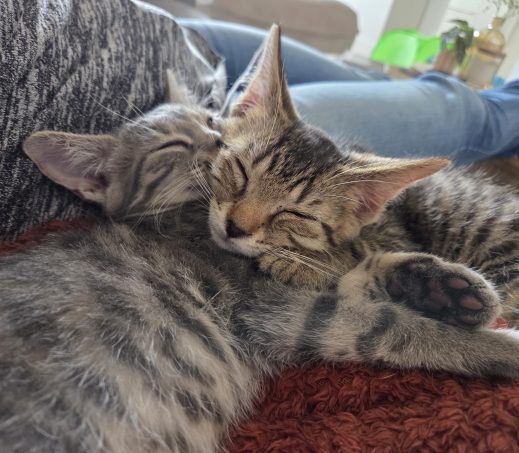Kittens Guus en Kato