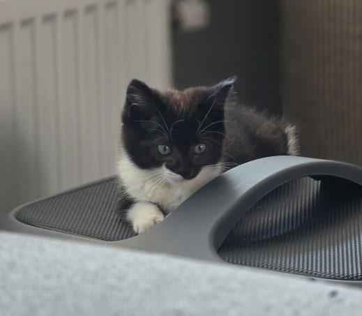 Kittens Nami & Novi