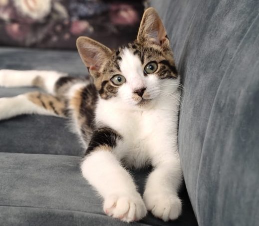 Kitten Elwin