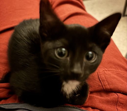 Kitten Pien