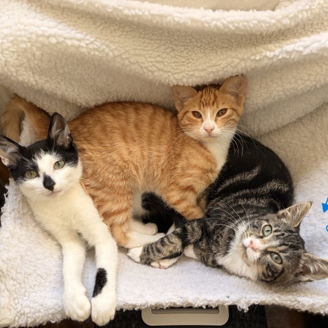 Is het beter om katten per twee te adopteren?