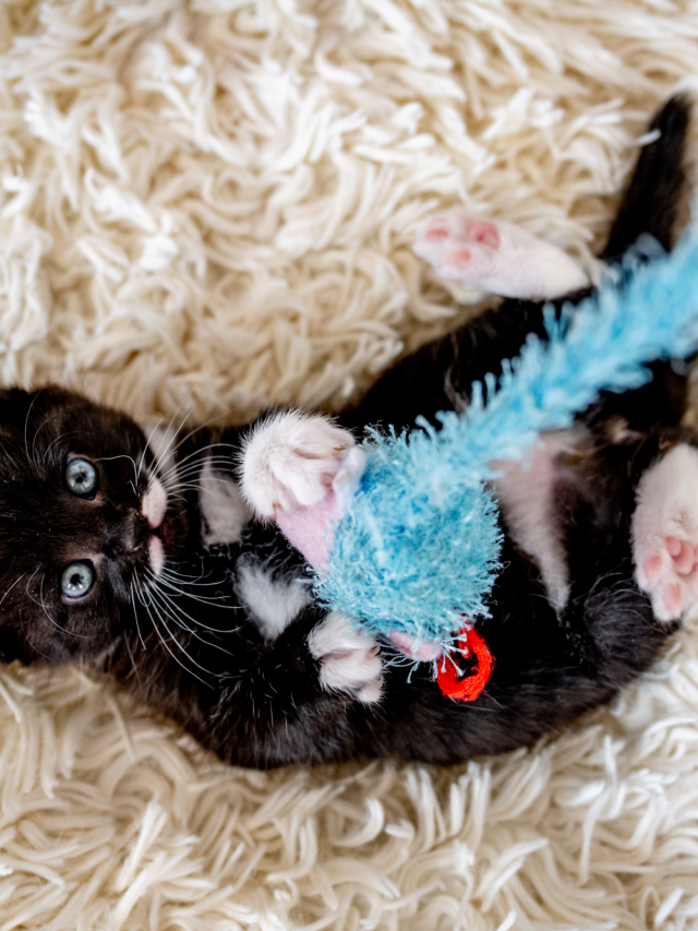 Timopawfect